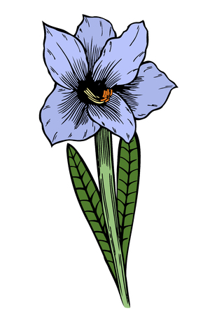 Blue Lily flowers. Vector illustration, isolated on whiteのイラスト素材