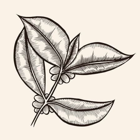 Coffee branch. Hand drawn engraving on beige backgroundのイラスト素材