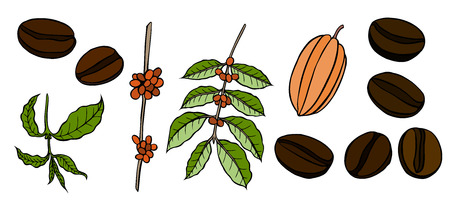 Coffee and cocoa beans plant branch with leaf, berry, coffee bean.のイラスト素材