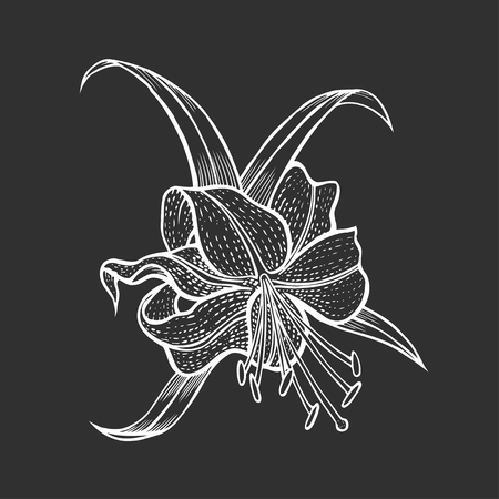 vintage floral illustration lily Isolated on blackのイラスト素材
