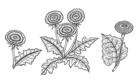 Hand drawn of coltsfoot in engraving style.のイラスト素材