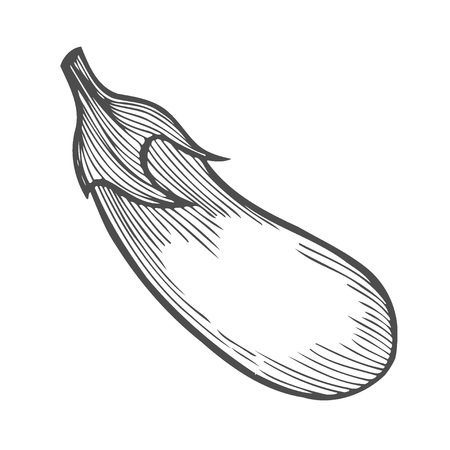 Eggplant vector. Isolated on white background. hand drawn illustration in retro vintage style. Organic Food, sauce, dishes componentのイラスト素材