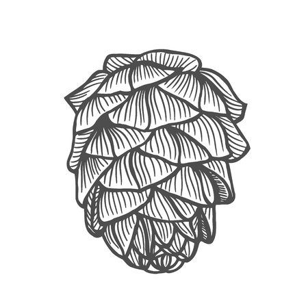 Hand drawn pine cone. Vintage vector illustrationのイラスト素材