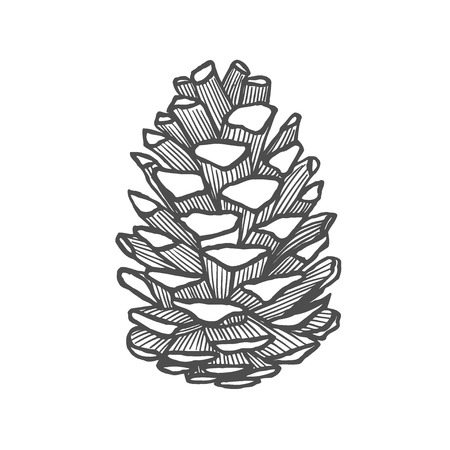 Hand drawn pine cone. Vintage vector illustrationのイラスト素材