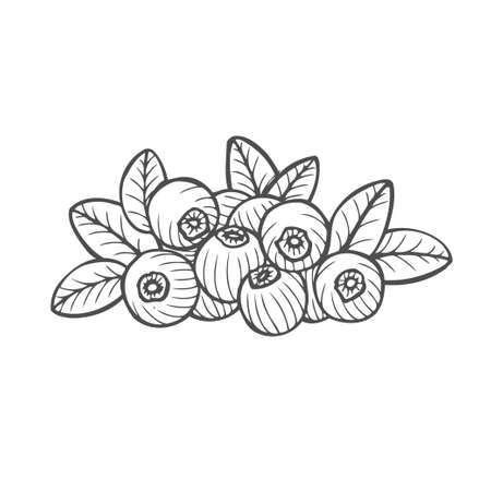 Bilberry - vector Hand drawn sketch illustration isolayed on whiteのイラスト素材