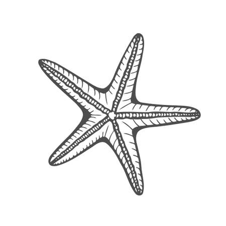 Hand drawn marine Starfish nature ocean aquatic underwater vector. Engraving illustration on white backgroundのイラスト素材