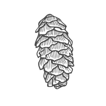 Vector illustration of pinecone wood nature. Hand drawn sketchのイラスト素材