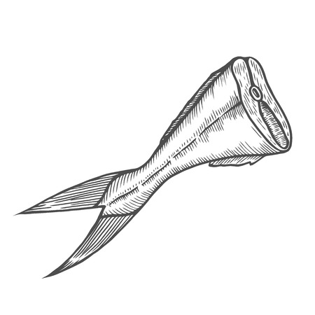 Tail of fish is cut off vintage engraving. Old engraved illustration of saltedのイラスト素材