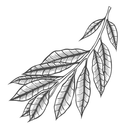 Branch of plant vector illustration. Scratch board style engraving. Hand drawn image.のイラスト素材