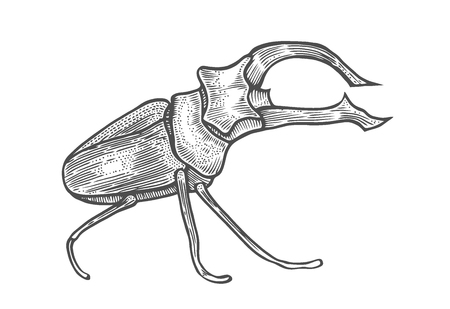 big beetle illustration, drawing, engraving, ink, line art, vector Isolated on whiteのイラスト素材