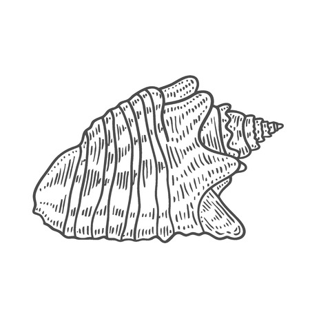 Vector antique engraving illustration of spiral seashell isolated on white backgroundのイラスト素材