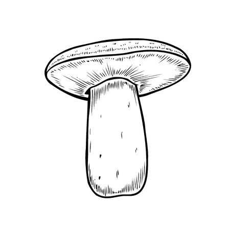 Hand drawn monochrome mushroom vector colorful sketch. Collection of different mushrooms with roots, real edible and poisonous boletusのイラスト素材