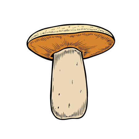 Hand drawn mushroom vector colorful sketch. Collection of different mushrooms with roots, real edible and poisonous boletusのイラスト素材