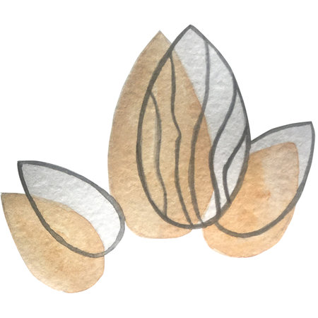 watercolor illustration of nuts. isolated on a white background.の写真素材