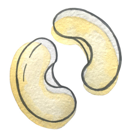 Illustration of a white bean on a white background - watercolorの写真素材