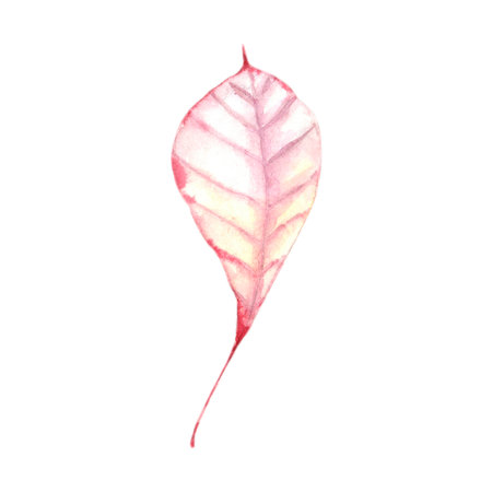 Watercolor autumn leaf isolated on white background. hand drawn illustration.の写真素材