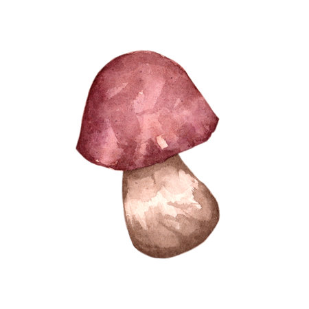 Watercolor mushroom isolated on white background. hand-drawn illustration.の写真素材
