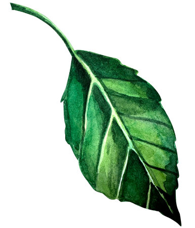 Watercolor hand drawn illustration of apple green leaf.の写真素材