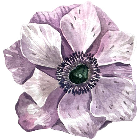 Handpainted watercolor anemone flower in vintage style. It's perfect for greeting cards, wedding invitation, birthday and mothers day cards. Watercolor botanical illustration.の写真素材