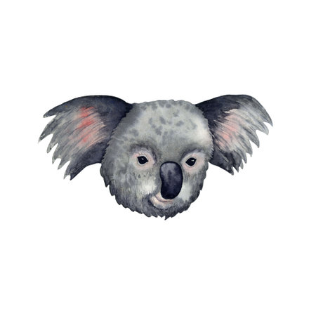 Watercolor illustration head of koala hand drawn isolated on white. tropical animalの写真素材
