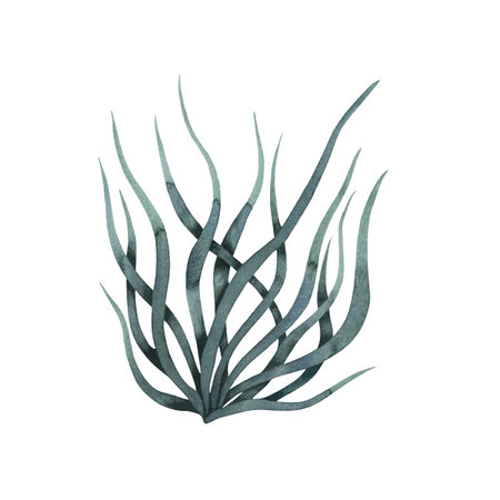Craspedia leafs green color Australian herb grass herbage hand drawn watercolour isolated on whiteの写真素材