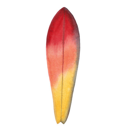Surf board red and yellow color watercolour hand drawn isolated on whiteの写真素材