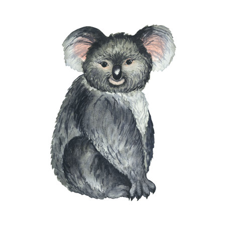 Watercolor illustration koala hand drawn isolated on white. tropical animalの写真素材