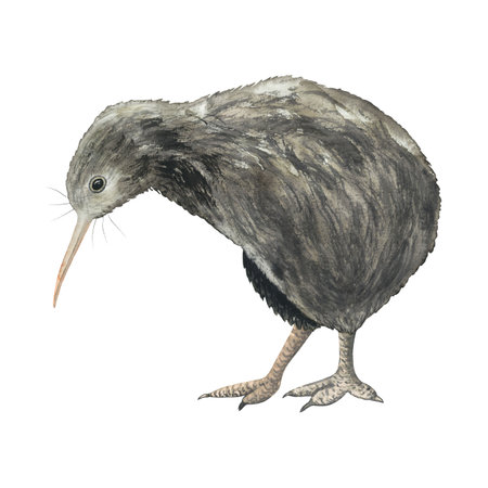 Watercolour kiwi bird hand drawn illustration isolated on whiteの写真素材