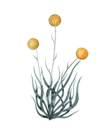 Craspedia australian wild yellow spherical flowers with leaves hand drawn watercolour illustration isolated on whiteの写真素材