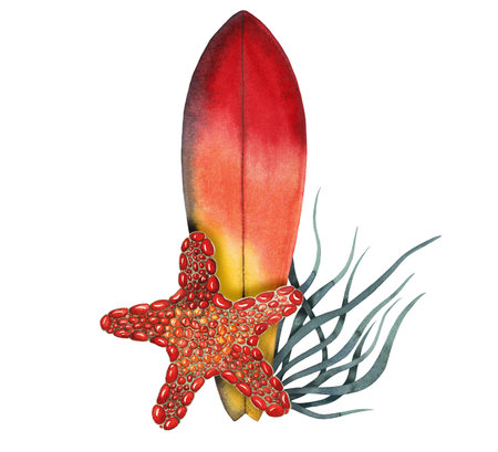 Composition of surf board red and yellow color with sea star and herbs watercolour hand drawn isolated on whiteの写真素材