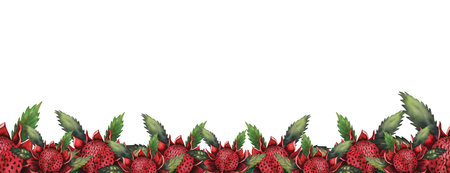 Watercolour red color flowers waratah telopea and leaves seamless border, template for greeting card and website banner hand drawnの写真素材