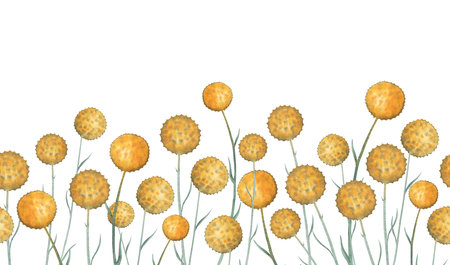 Watercolour yellow round flower craspedia seamless border hand drawnの写真素材
