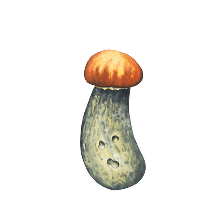 Watercolour wild forest leccinum aurantiacum red edible baby mushroom. Isolated hand drawn illustration on white backgroundの写真素材