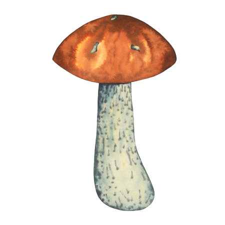 Watercolour wild forest leccinum aurantiacum red edible mushroom. Isolated hand drawn illustration on white backgroundの写真素材