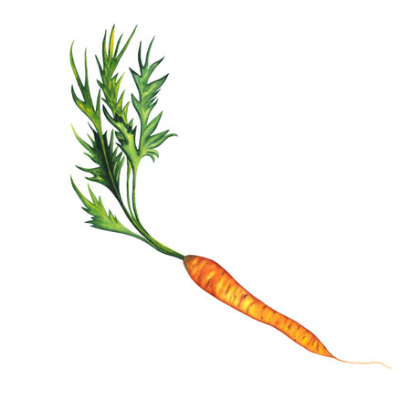 Watercolor hand drawn carrot, orange vegetable isolated on white background. healthy plants for print, fabric, bannerの写真素材