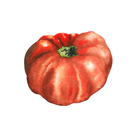 Watercolor hand drawn tomato, red vegetable isolated on white background. healthy plants for print, fabric, bannerの写真素材