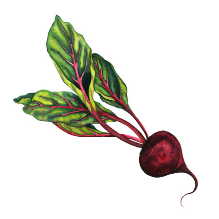 Watercolor hand drawn beetroot isolated on white background. Red vegetable, plant closeup. Clip art illustrationの写真素材