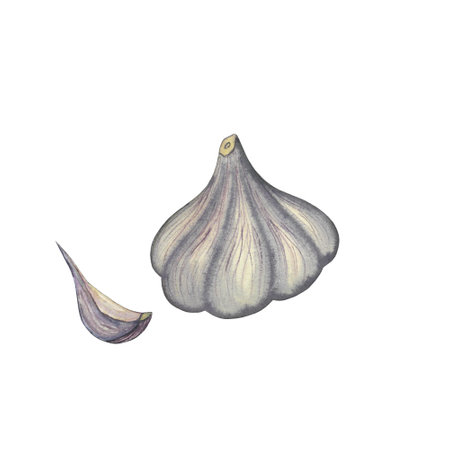 Watercolor hand drawn garlic whole and clove, vegetable isolated on white background. healthy plants for print, fabric, bannerの写真素材