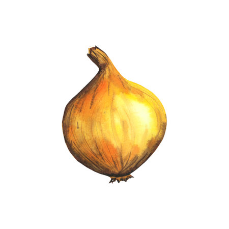 Watercolor hand drawn yellow onion, vegetable isolated on white background. healthy plants for print, fabric, bannerの写真素材