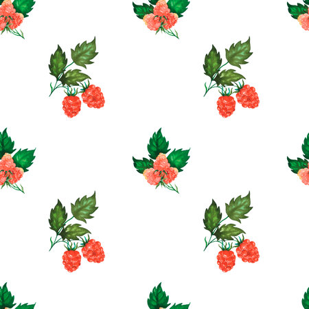 Seamless watercolour raspberry pattern with berries, leaves hand drawn isolated on white. For textile, wrapping paper, backgroundsの写真素材