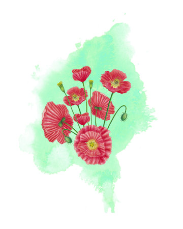 Red poppy flower composition with green watercolor splash. Greeting card and banner template, invitation, postcard with field flowers, bud, seeds. Hand drawn illustration isolated on whiteの写真素材