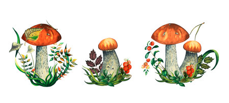Set of three compositions with watercolour wild forest leccinum aurantiacum red edible mushroom with leaves, toadstools, blueberry branch, cranberry, lingonberry, grass and pine needle. Isolated hand drawn illustration on white backgrounditions with watercolour wild forest leccinum aurantiacum red edible mushroom with leaves, toadstools, blueberry branch and pine needle. Isolated hand drawn illustration on white backgroundの写真素材