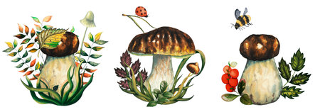 Set of three compositions with watercolour wild forest porcini mushroom and cranberry, ladybug, bumblebee, blueberry leaves, toadstool, pine needle, a blade of grass. Isolated hand drawn illustration on white backgroundの写真素材