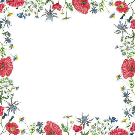 Field flowers frame border, invitation, greeting card with red poppy, camomile, cornflower, eryngium flower hand drawn illustration isolated on white for product design, greeting card, poster, bannerの写真素材