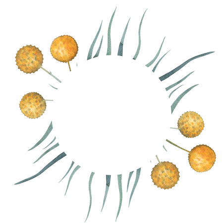 Watercolour yellow flower craspedia round frame. Hand drawn illustration isolated on white. Border for greeting card, product design template with place for textの写真素材