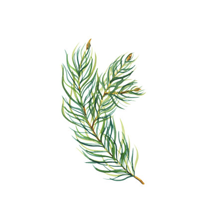 Watercolour Christmas tree branch isolated on a white background. Fir tree branch. Pine tree branch....