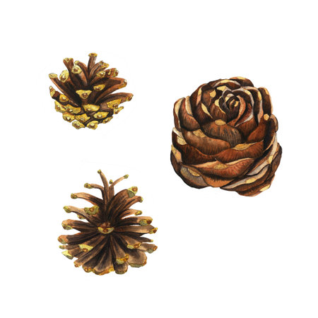 Set of watercolour pine cone hand drawn illustration isolated on whiteの写真素材