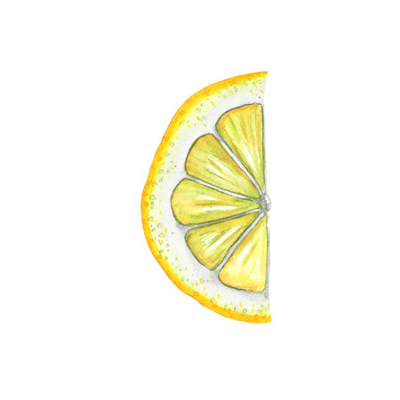 Half of watercolor lemon slice. Hand drawn illustration of cut and sliced tropic fruit isolated on white background. Part of citrus for clipart or menu design. Realistic sketchの写真素材