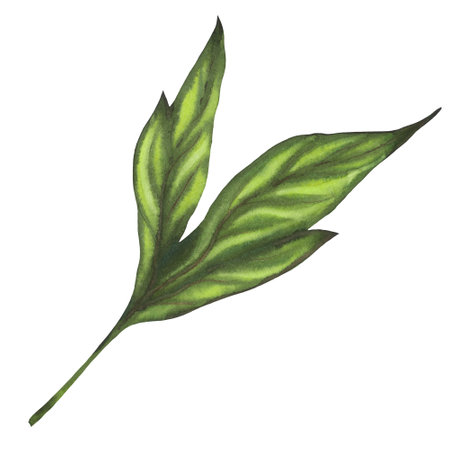 Peony branch with leaves isolated on white background. Hand drawn watercolor botanical illustration of green leaf for greeting cards or wedding invitations. Botanical colorful drawing. Aquarelle sketchの写真素材