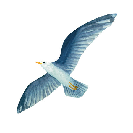A flying in the sky seagull in watercolor isolated on white background. Hand drawn illustration on the theme of sea fishing. Childrens, marine, tourist. For design, prints, patterns, postcardsの写真素材